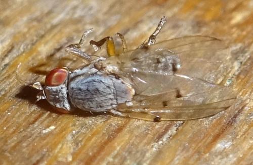 Odinia meijerei